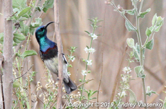 Cinnyris sovimanga apolis