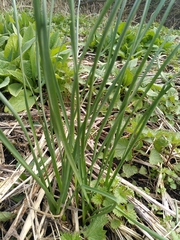 Angiospermae