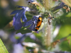 Phyllobrotica elegans