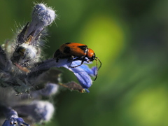 Phyllobrotica elegans
