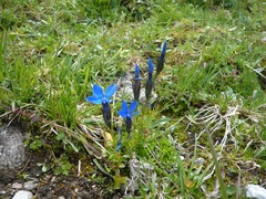 Gentiana bavarica