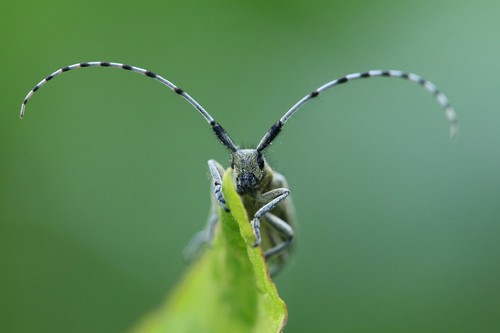 Golden-bloomed Longhorn Beetle