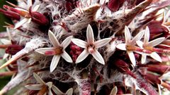 Gundelia rosea