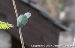 Agapornis canus ablectaneus