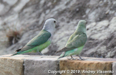 Agapornis canus ablectaneus
