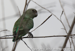 Agapornis canus ablectaneus