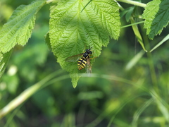 Chrysotoxum cautum