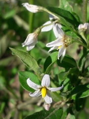 Solanum chenopodioides