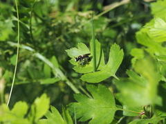 Choerades fuliginosa