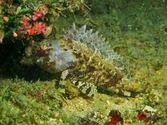 Centrogenys vaigiensis