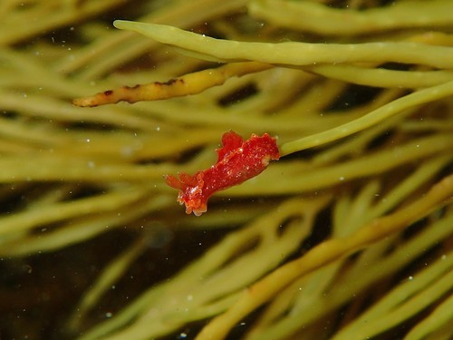 Polycera parvula image