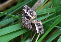 Chrysolarentia vicissata