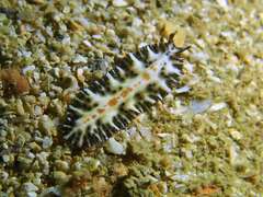 Maritigrella fuscopunctata