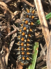 Melitaea didyma
