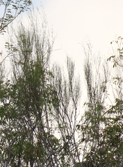 Secamone sparsiflora