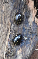 Paropsisterna lineata