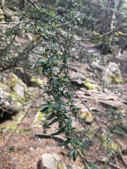 Coprosma nitida