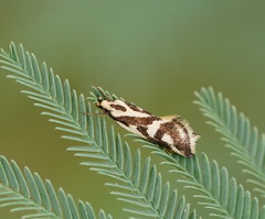 Epithymema incomposita