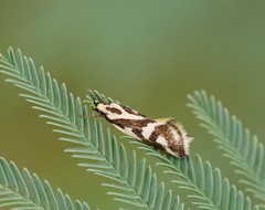 Epithymema incomposita