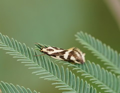 Epithymema incomposita