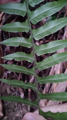 Microlepia hookeriana