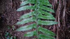 Microlepia hookeriana