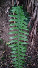 Microlepia hookeriana