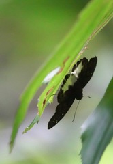 Tagiades ultra