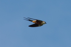 Cecropis senegalensis