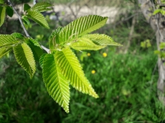 Ulmus minor