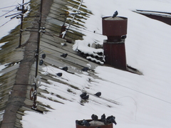 Columba livia domestica