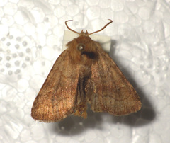 Eriopygodes imbecilla