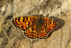 Melitaea pseudornata