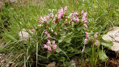 Lamium garganicum