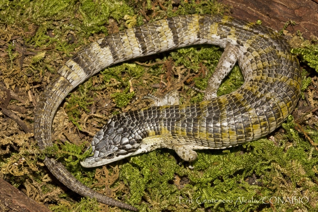 Chiszar's Arboreal Alligator Lizard