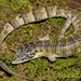 Chiszar's Arboreal Alligator Lizard - Photo (c) conabio_bancodeimagenes, some rights reserved (CC BY-NC-ND), uploaded by conabio_bancodeimagenes