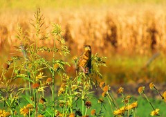 Sturnella magna auropectoralis