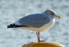 Larus argentatus