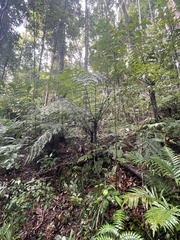Cyathea rebeccae