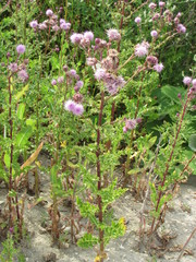Cirsium arvense arvense