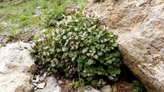 Lamium garganicum
