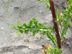 Cirsium arvense arvense