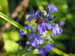 Phyllobrotica elegans