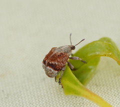 Iptergonus cionoides