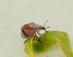 Iptergonus cionoides