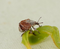 Iptergonus cionoides