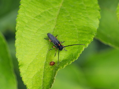 Phytoecia virgula