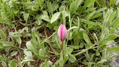 Tulipa humilis