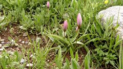 Tulipa humilis