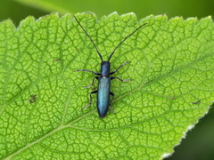 Agapanthiola leucaspis